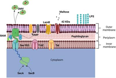 Actinobacillus pleuropneumoniae, surface proteins and virulence: a review